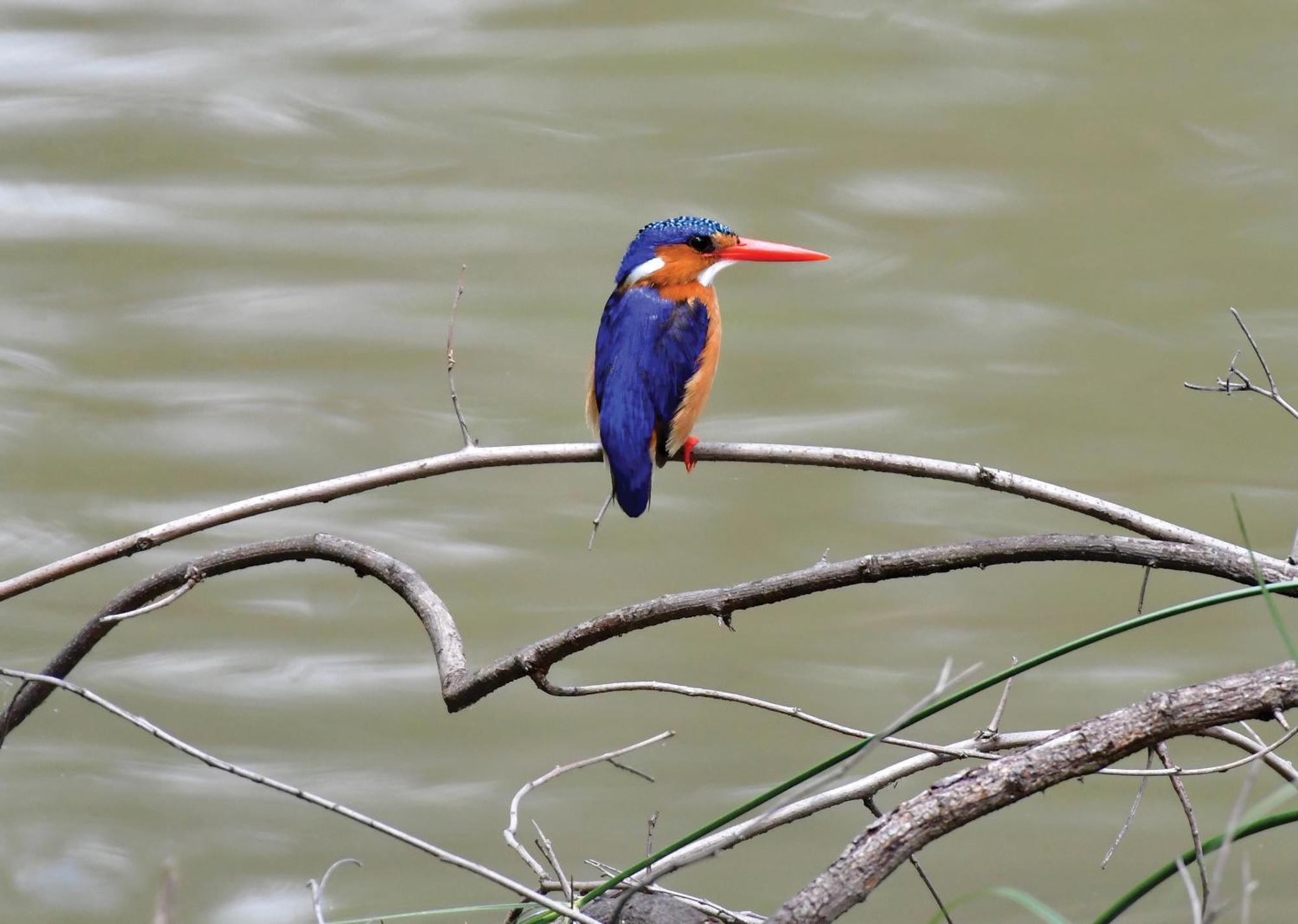 Madikwe River Lodge By Dream Resorts Madikwe Game Reserve Εξωτερικό φωτογραφία