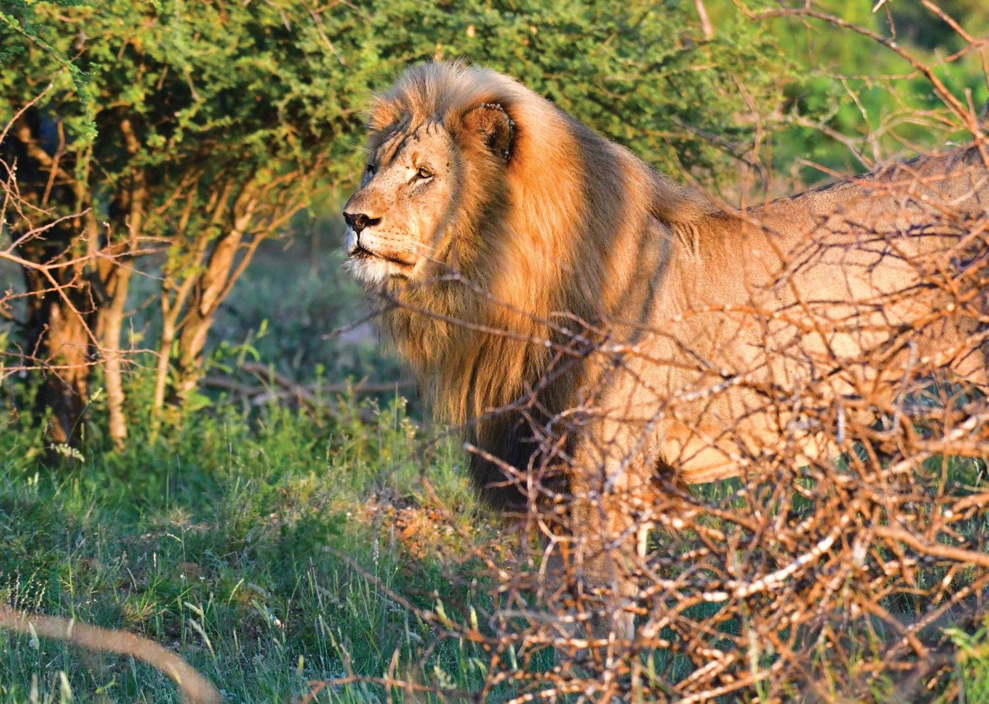 Madikwe River Lodge By Dream Resorts Madikwe Game Reserve Εξωτερικό φωτογραφία