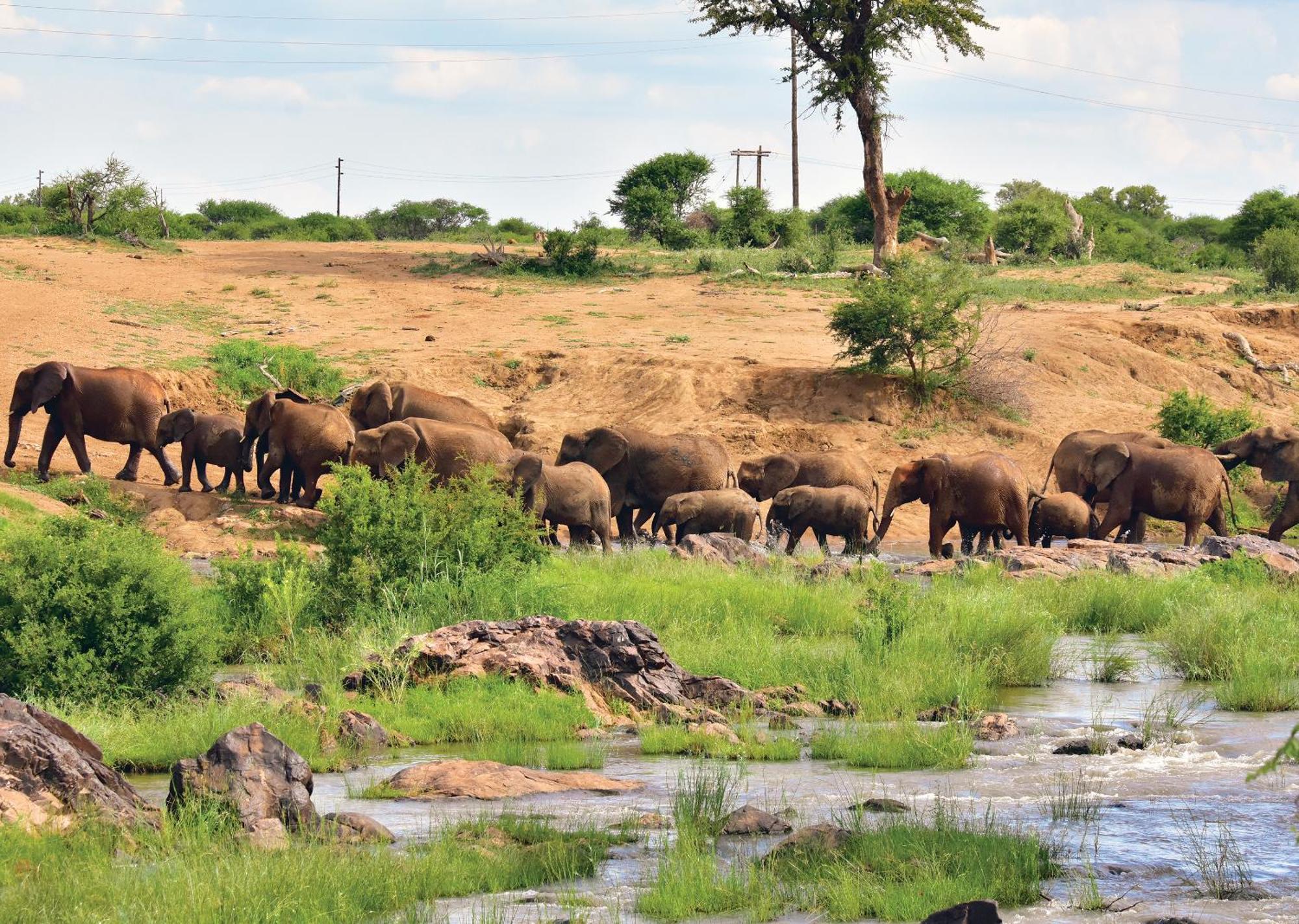 Madikwe River Lodge By Dream Resorts Madikwe Game Reserve Εξωτερικό φωτογραφία