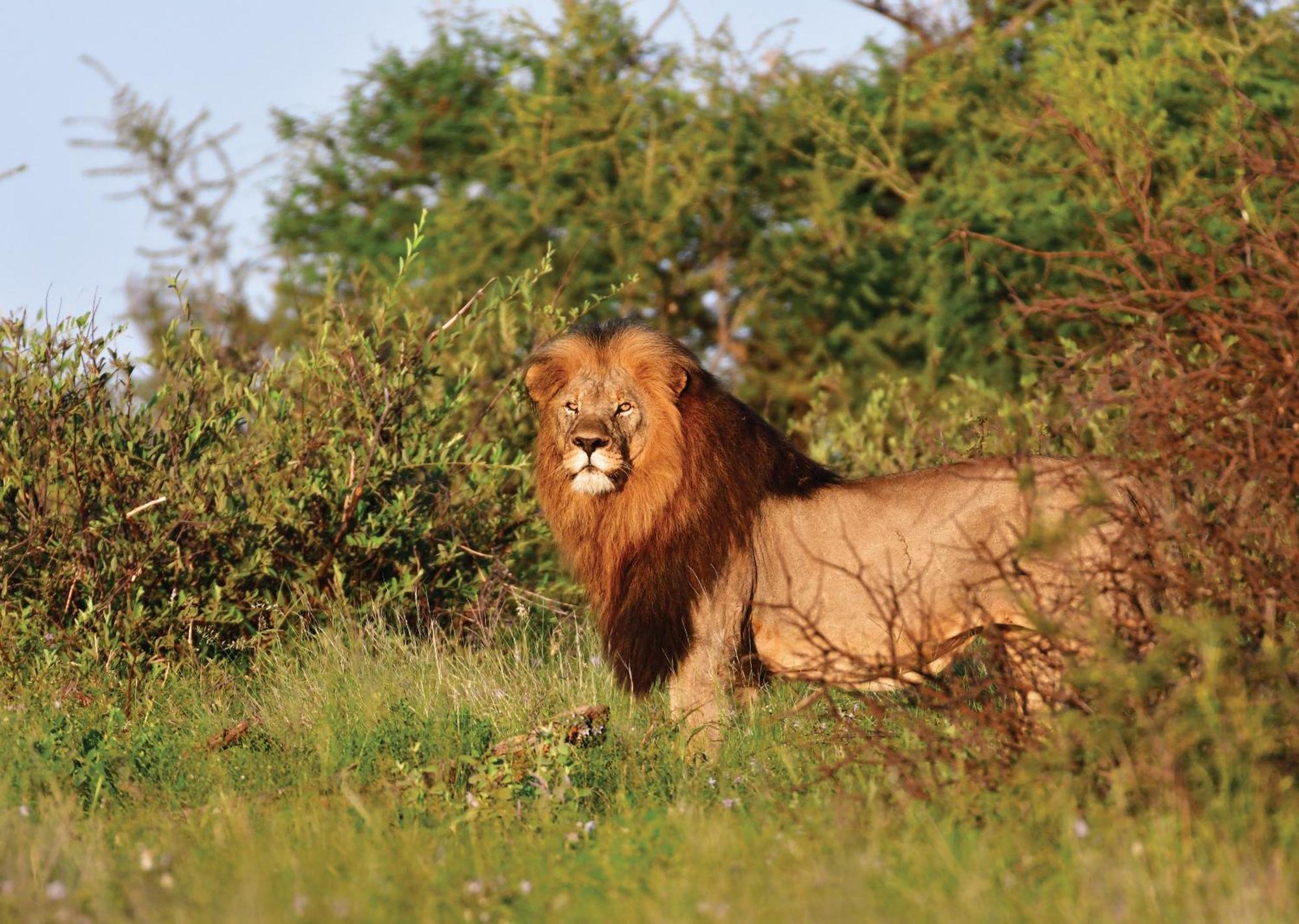 Madikwe River Lodge By Dream Resorts Madikwe Game Reserve Εξωτερικό φωτογραφία