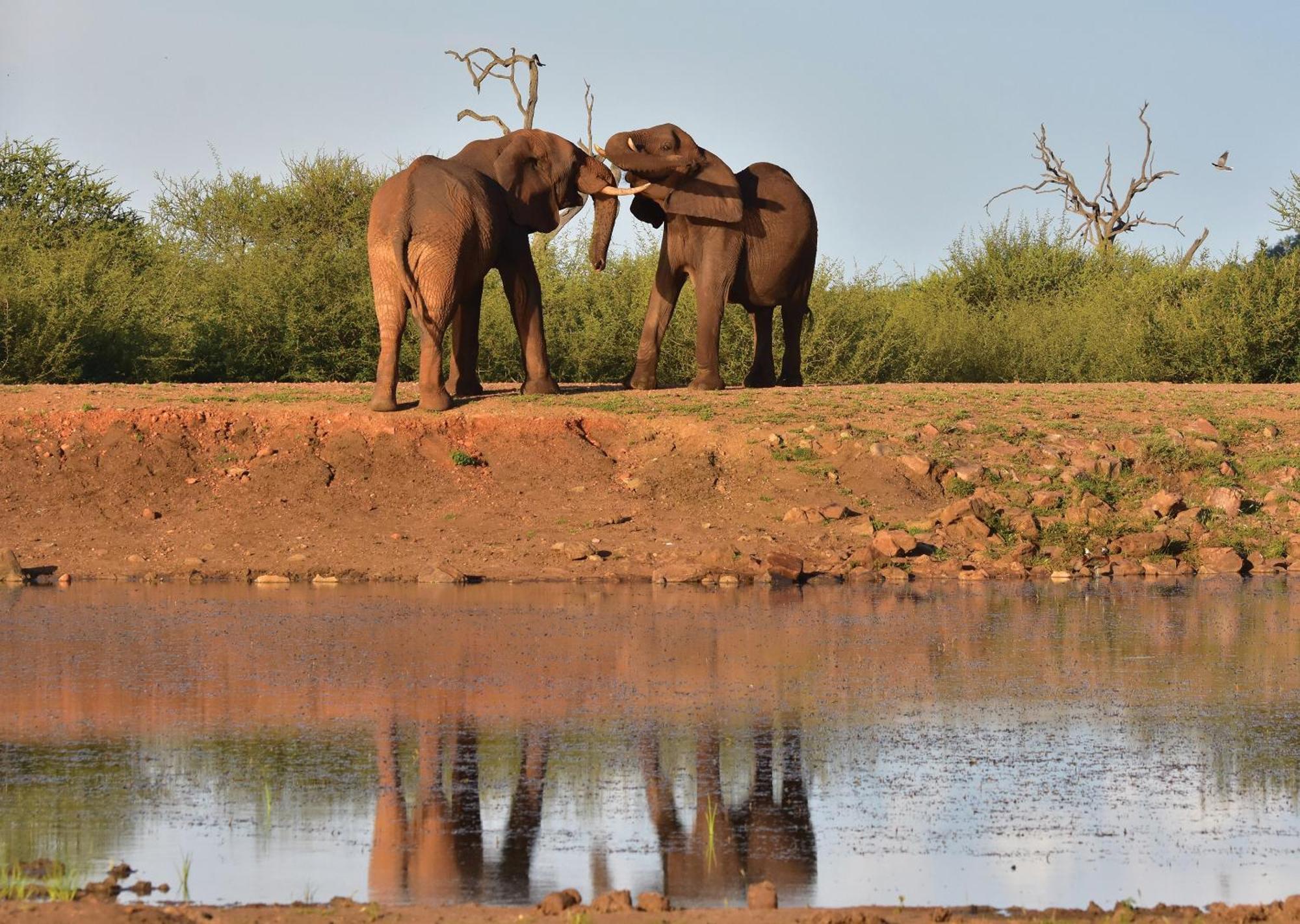 Madikwe River Lodge By Dream Resorts Madikwe Game Reserve Εξωτερικό φωτογραφία