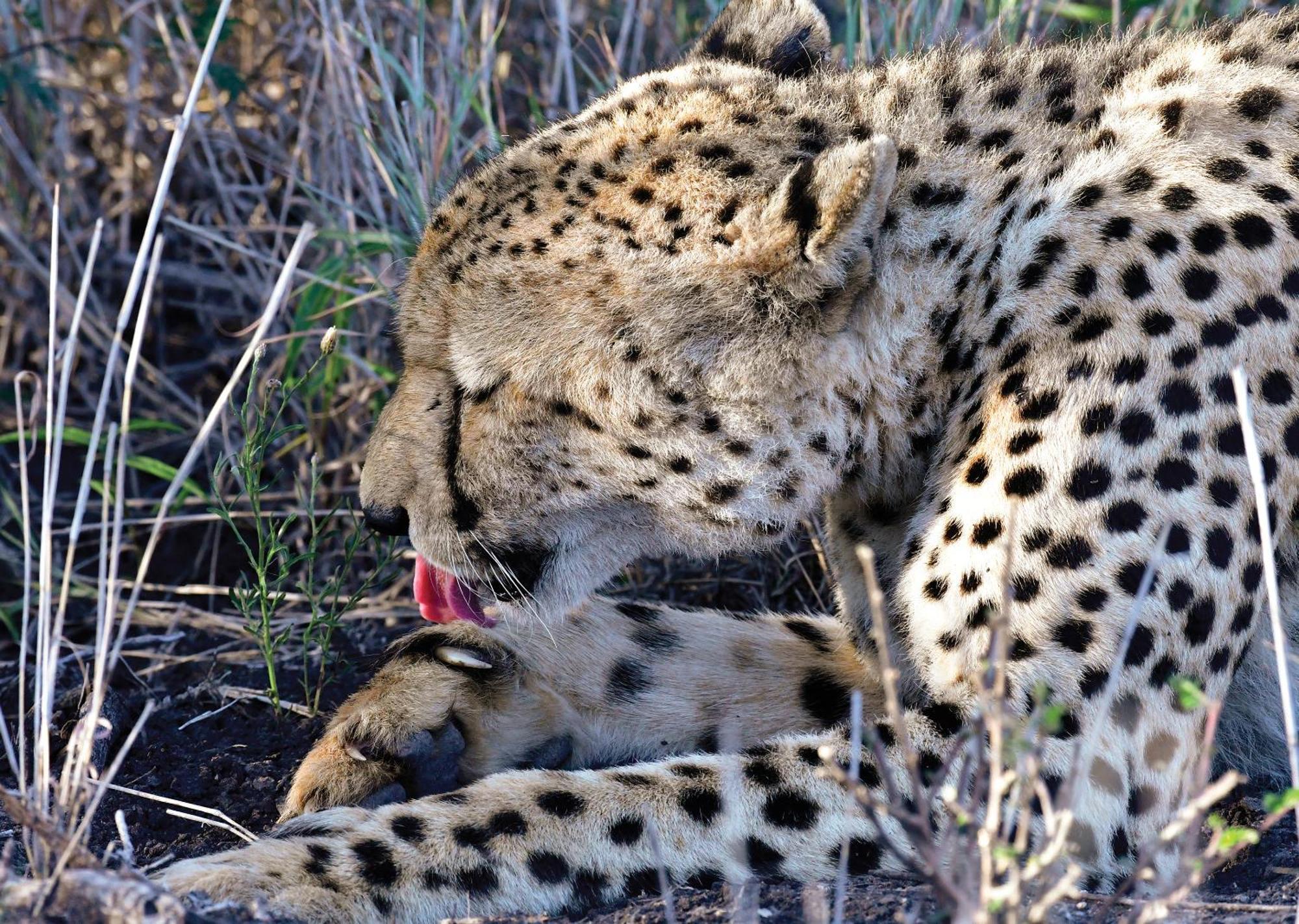 Madikwe River Lodge By Dream Resorts Madikwe Game Reserve Εξωτερικό φωτογραφία