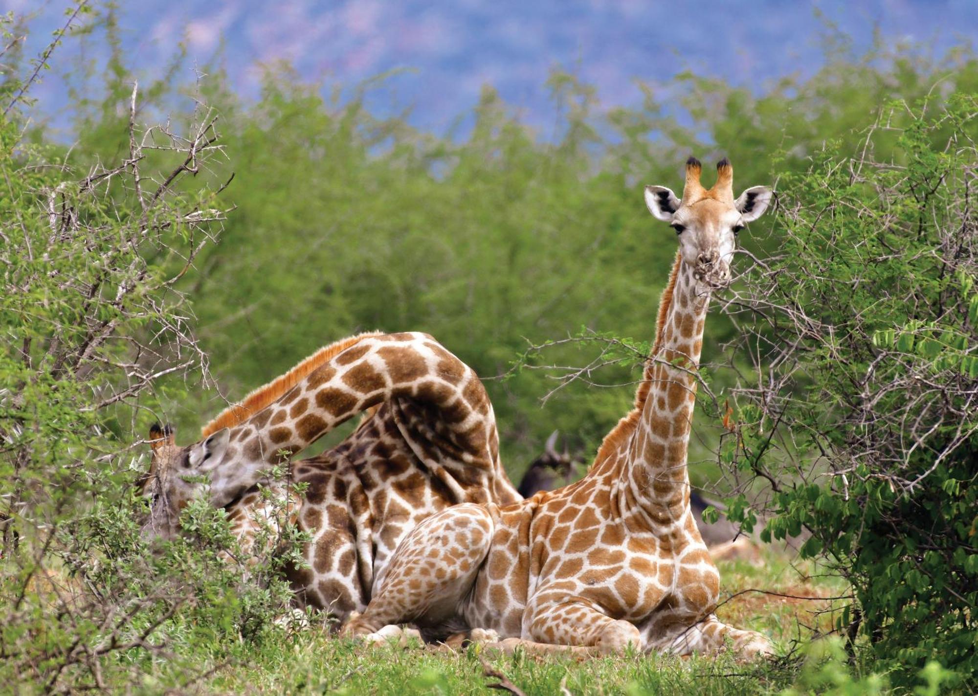 Madikwe River Lodge By Dream Resorts Madikwe Game Reserve Εξωτερικό φωτογραφία