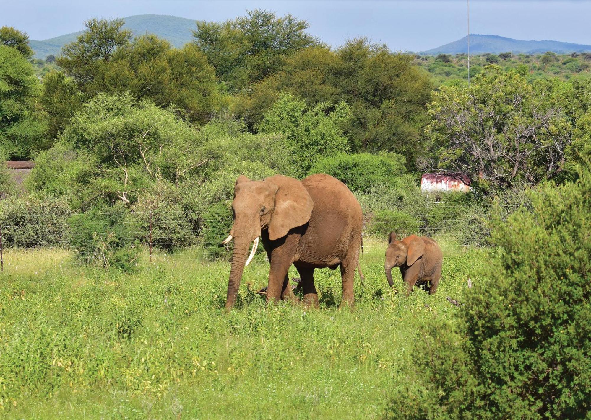 Madikwe River Lodge By Dream Resorts Madikwe Game Reserve Εξωτερικό φωτογραφία