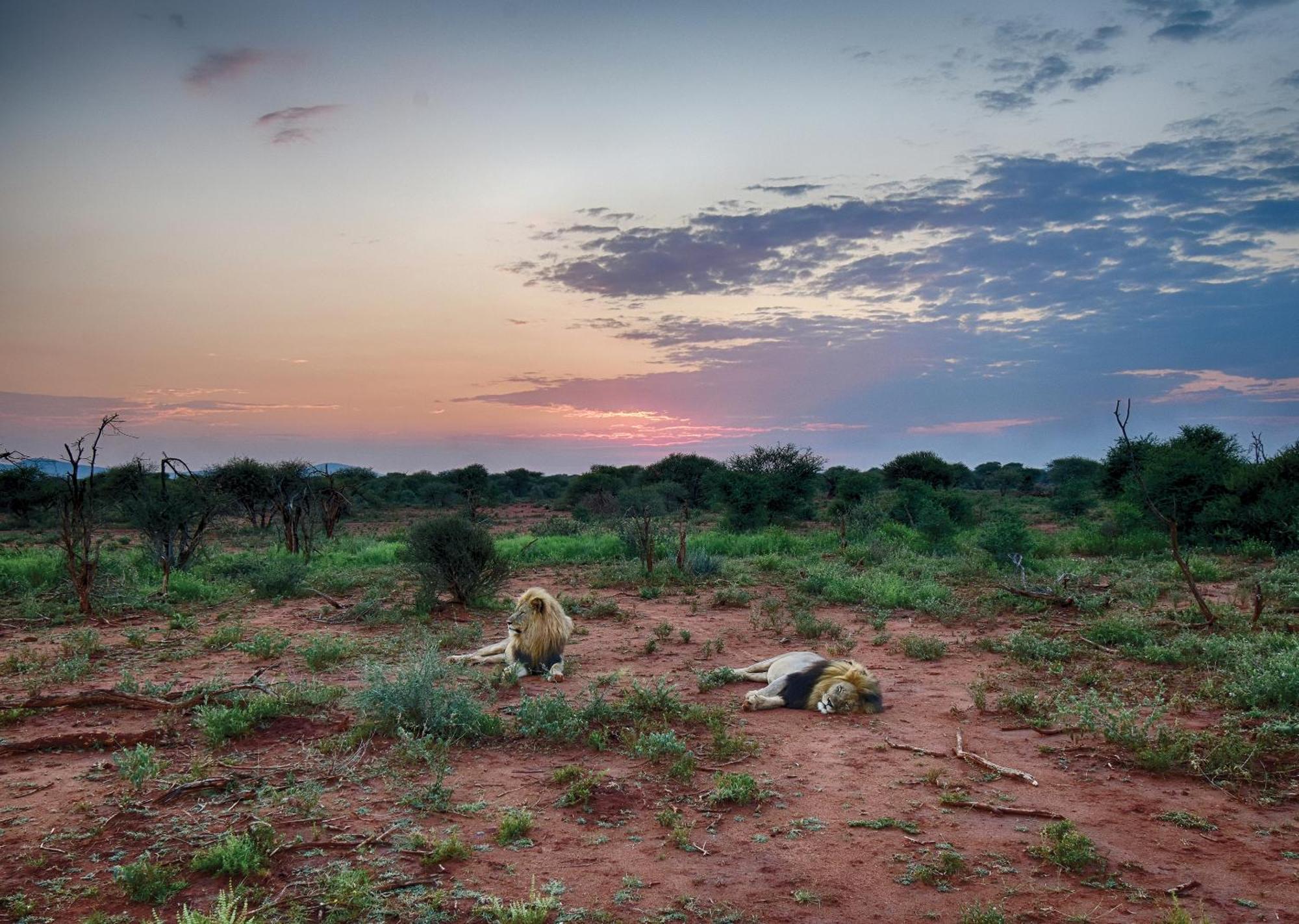 Madikwe River Lodge By Dream Resorts Madikwe Game Reserve Εξωτερικό φωτογραφία