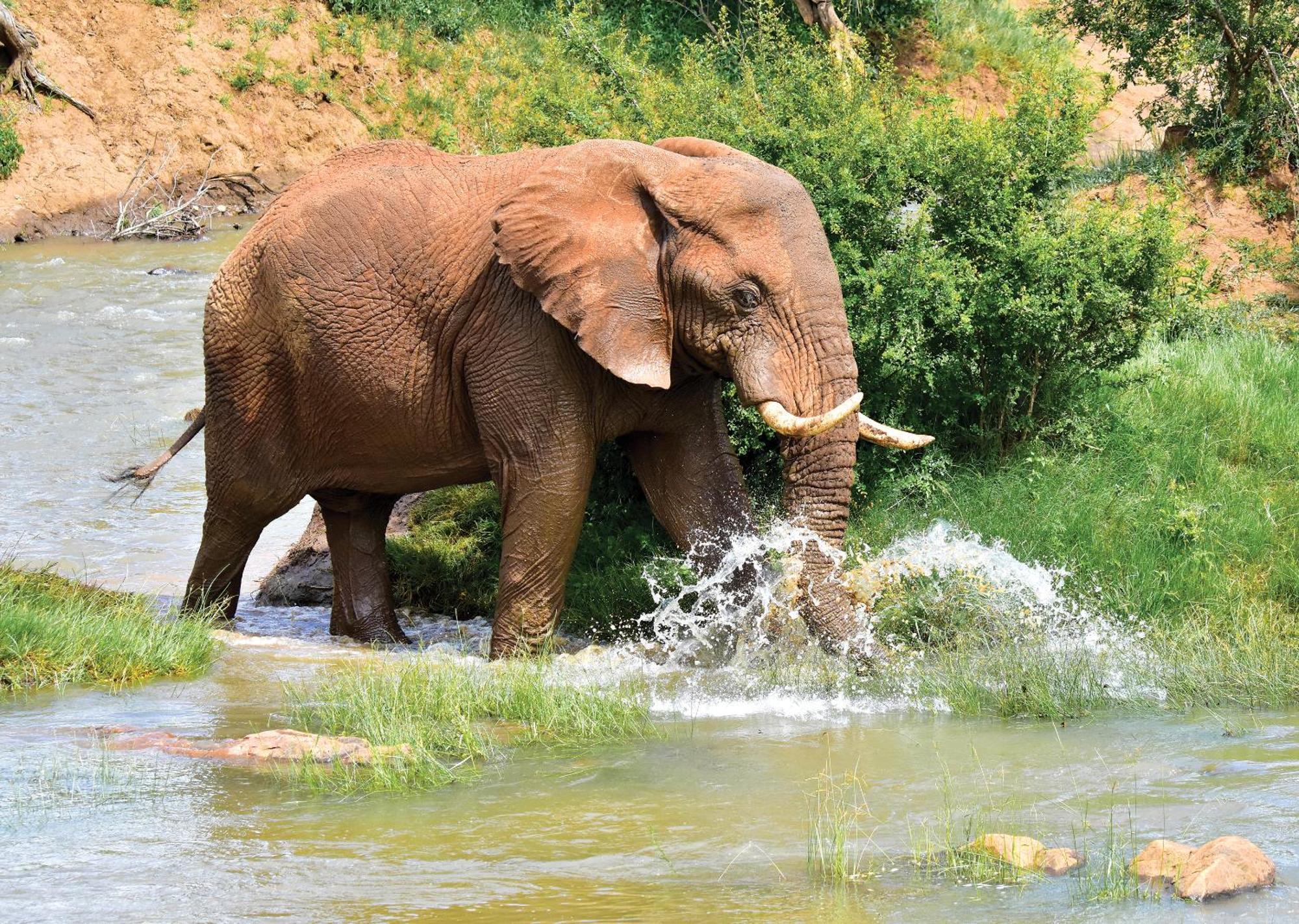 Madikwe River Lodge By Dream Resorts Madikwe Game Reserve Εξωτερικό φωτογραφία