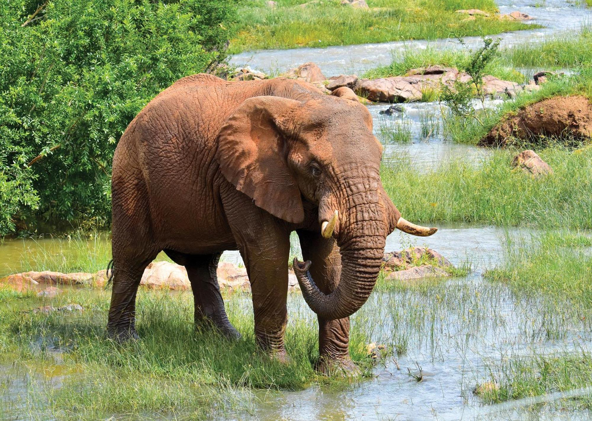 Madikwe River Lodge By Dream Resorts Madikwe Game Reserve Εξωτερικό φωτογραφία