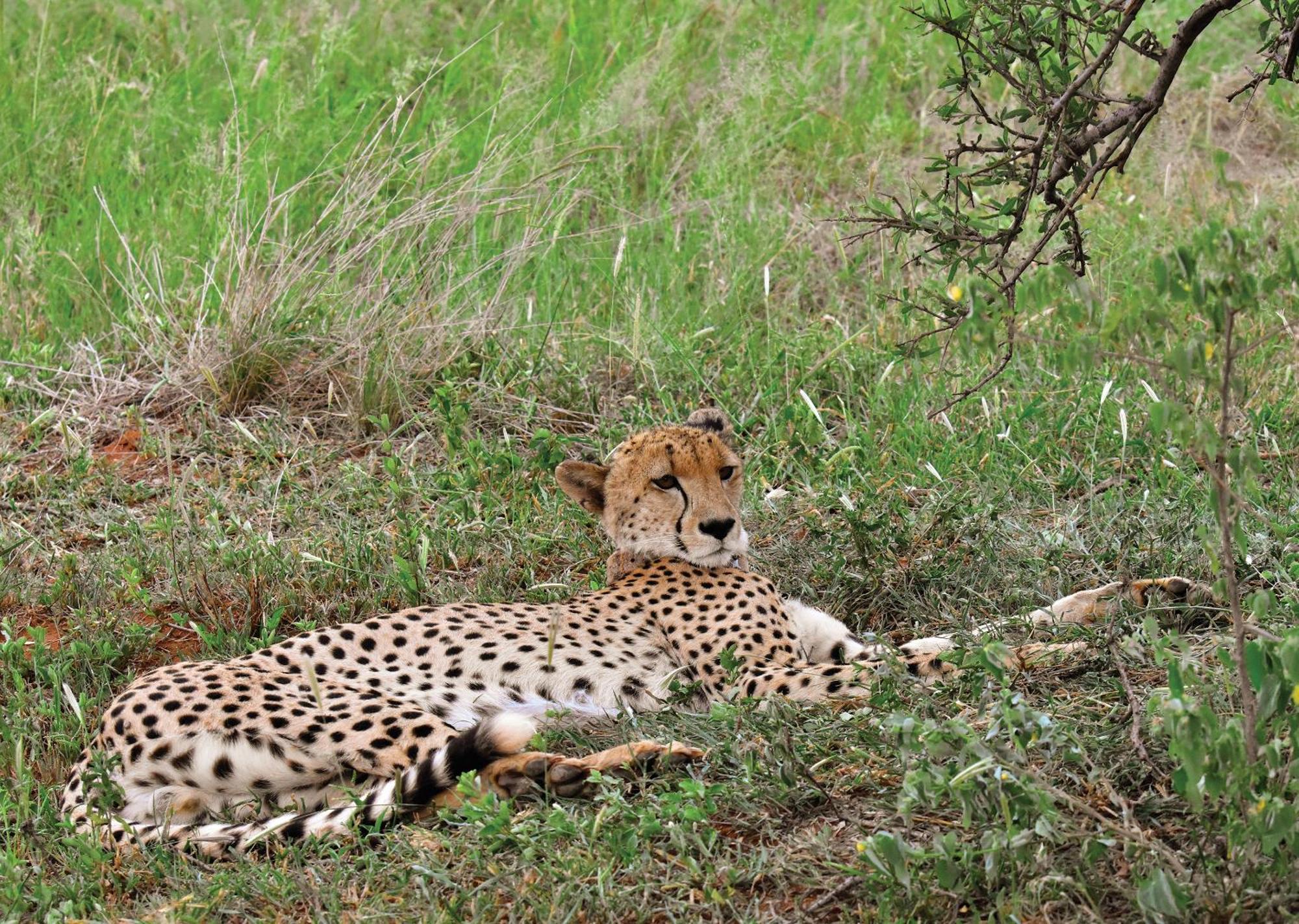 Madikwe River Lodge By Dream Resorts Madikwe Game Reserve Εξωτερικό φωτογραφία