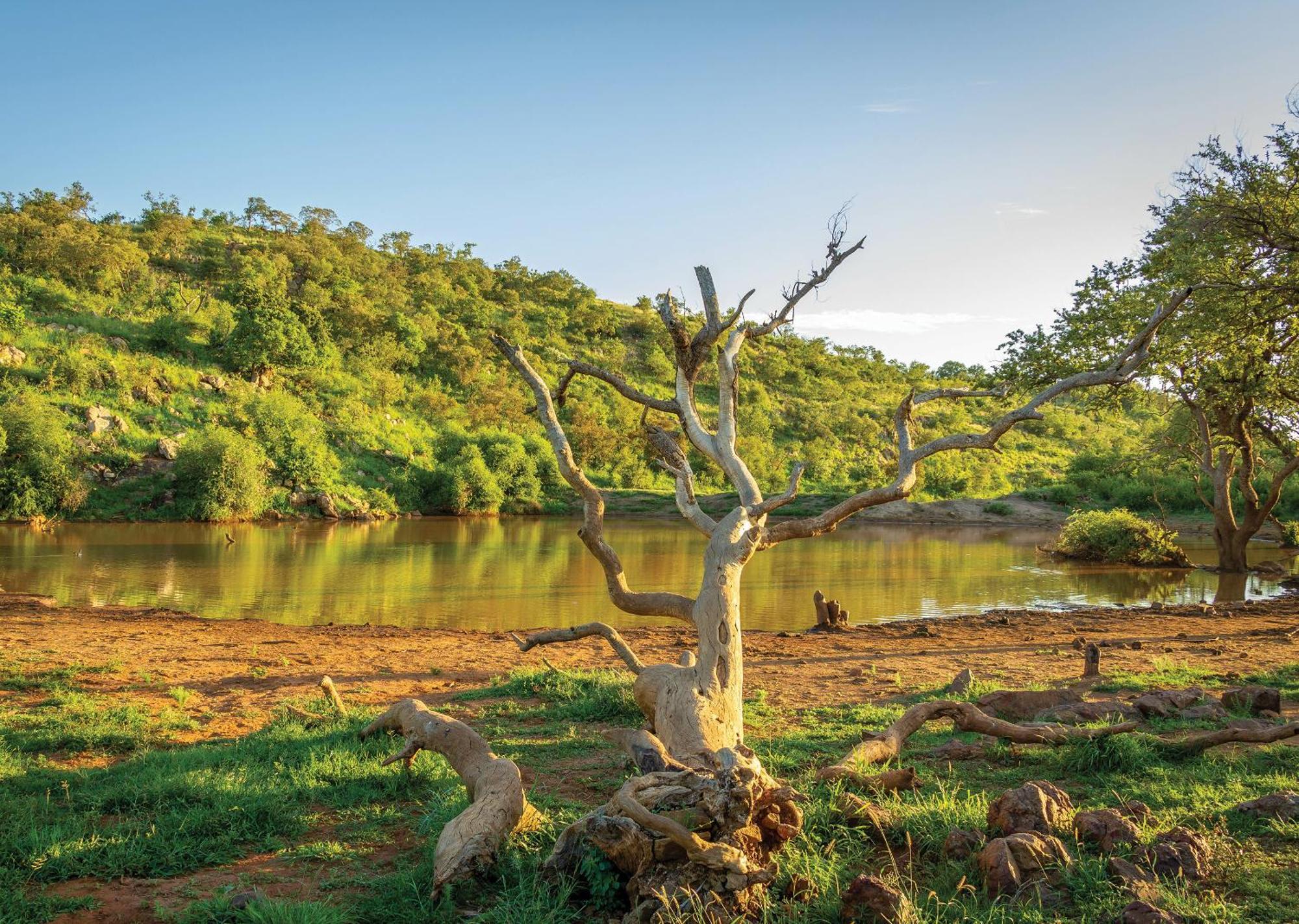 Madikwe River Lodge By Dream Resorts Madikwe Game Reserve Εξωτερικό φωτογραφία